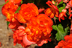 Nonstop Fire Begonia (Begonia 'Nonstop Fire') at Stonegate Gardens