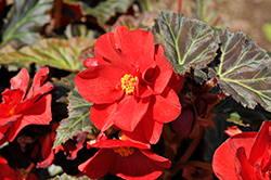 Nonstop Mocca Deep Red Begonia (Begonia 'Nonstop Mocca Deep Red') at Stonegate Gardens