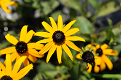 Forever Gold Coneflower (Rudbeckia fulgida 'Forever Gold') at A Very Successful Garden Center