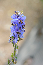 Pacific Giant Blue Jay Larkspur (Delphinium 'Blue Jay') at Stonegate Gardens