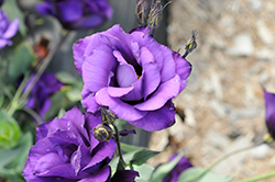 Echo Purple Lisianthus (Eustoma grandiflorum 'Echo Purple') at Stonegate Gardens