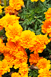 Happy Orange Marigold (Tagetes patula 'Happy Orange') at Stonegate Gardens