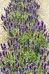 Farina Violet Salvia (Salvia farinacea 'Farina Violet') at Stonegate Gardens