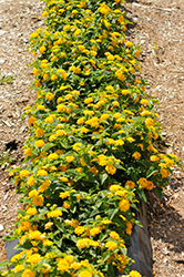 Lucky Pot of Gold Lantana (Lantana camara 'Balucgold') at Lakeshore Garden Centres