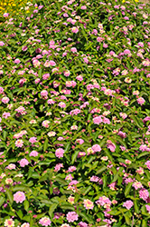 Landscape Bandana Pink Lantana (Lantana camara 'Landscape Bandana Pink') at Stonegate Gardens