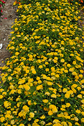 Landscape Bandana Yellow Lantana (Lantana camara 'Landscape Bandana Yellow') at Stonegate Gardens