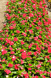 Mega Bloom Dark Red Vinca (Catharanthus roseus 'Mega Bloom Dark Red') at Stonegate Gardens