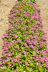 Pacifica XP Lilac Vinca (Catharanthus roseus 'Pacifica XP Lilac') at Stonegate Gardens