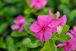 Pacifica XP Lilac Vinca (Catharanthus roseus 'Pacifica XP Lilac') at Stonegate Gardens