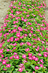 Pacifica XP Magenta Halo Vinca (Catharanthus roseus 'Pacifica XP Magenta Halo') at Stonegate Gardens