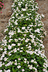 Pacifica XP Polka Dot Vinca (Catharanthus roseus 'Pacifica XP Polka Dot') at Stonegate Gardens