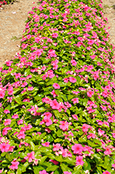 Pacifica XP Punch Vinca (Catharanthus roseus 'Pacifica XP Punch') at Stonegate Gardens