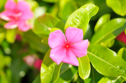 Pacifica XP Punch Vinca (Catharanthus roseus 'Pacifica XP Punch') at Stonegate Gardens