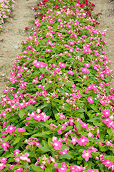 Pacifica XP Rose Halo Vinca (Catharanthus roseus 'Pacifica XP Rose Halo') at Stonegate Gardens