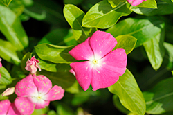 Pacifica XP Rose Halo Vinca (Catharanthus roseus 'Pacifica XP Rose Halo') at Stonegate Gardens
