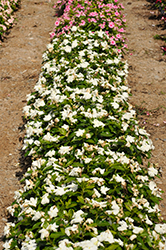 Pacifica XP White Vinca (Catharanthus roseus 'Pacifica XP White') at Stonegate Gardens