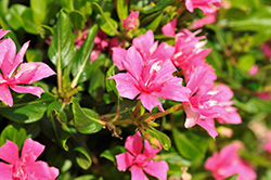 Soiree Double Pink Sky Vinca (Catharanthus roseus 'Soiree Double Pink Sky') at Stonegate Gardens