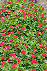 Vitesse Dark Red Vinca (Catharanthus roseus 'Vitesse Dark Red') at Stonegate Gardens