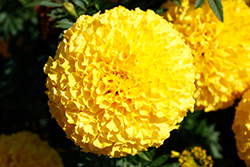 Marvel II Yellow Marigold (Tagetes erecta 'PAS1363450') at Lakeshore Garden Centres