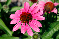 Sombrero Rosada Coneflower (Echinacea 'Balsomrosa') at Lakeshore Garden Centres