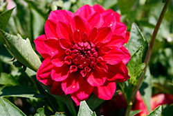 Dalaya Raspberry Dahlia (Dahlia 'Dalaya Raspberry') at Stonegate Gardens