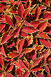 FlameThrower Cajun Spice Coleus (Solenostemon scutellarioides 'UF15-11-3') at Stonegate Gardens