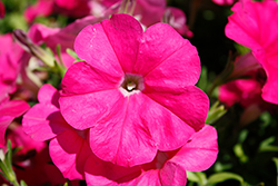 FotoFinish Pink Petunia (Petunia 'FotoFinish Pink') at Stonegate Gardens