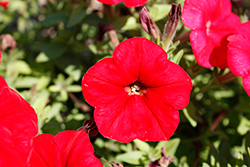 FotoFinish Red Petunia (Petunia 'FotoFinish Red') at Stonegate Gardens