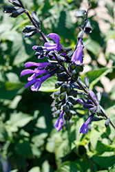 Bodacious Rhythm And Blues Sage (Salvia guaranitica 'Rhythm And Blues') at A Very Successful Garden Center