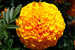 Big Duck Orange Marigold (Tagetes erecta 'Big Duck Orange') at Stonegate Gardens