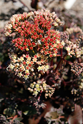 Peach Pearls Stonecrop (Sedum telephium 'Peach Pearls') at Lakeshore Garden Centres