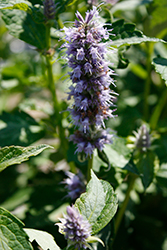 Crazy Fortune Anise Hyssop (Agastache 'Crazy Fortune') at Stonegate Gardens