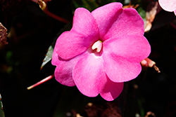 SunPatiens Compact Hot Pink New Guinea Impatiens (Impatiens 'SAKIMP061') at Stonegate Gardens