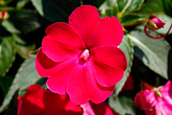 SunPatiens Compact Rose Glow New Guinea Impatiens (Impatiens 'SAKIMP061') at Stonegate Gardens