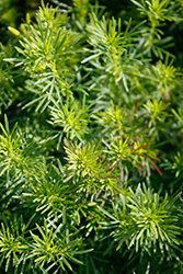 Dropshot Marigold (Tagetes filifolia 'Dropshot') at Stonegate Gardens