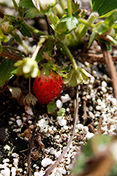 Berried Treasure White Strawberry (Fragaria ananassa 'Berried Treasure White') at Stonegate Gardens