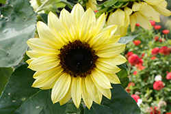 Valentine Sunflower (Helianthus annuus 'Valentine') at Stonegate Gardens