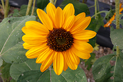 Soraya Sunflower (Helianthus annuus 'Soraya') at Stonegate Gardens