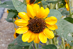 Sonja Sunflower (Helianthus annuus 'Sonja') at Stonegate Gardens