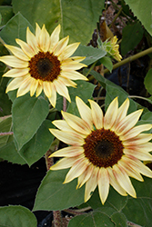 Musicbox Sunflower (Helianthus annuus 'Musicbox') at Stonegate Gardens