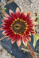 Floristan Sunflower (Helianthus annuus 'Floristan') at Stonegate Gardens