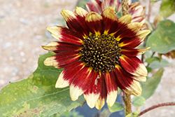 Florenza Sunflower (Helianthus annuus 'Florenza') at Stonegate Gardens
