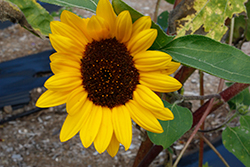 Cutting Gold Sunflower (Helianthus annuus 'Cutting Gold') at Stonegate Gardens