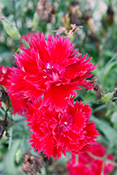 Elegance Red Pinks (Dianthus 'Elegance Red') at Stonegate Gardens