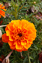 Chica Orange Marigold (Tagetes patula 'Chica Orange') at Stonegate Gardens