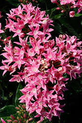 Starcluster Pink Star Flower (Pentas lanceolata 'Starcluster Pink') at Stonegate Gardens