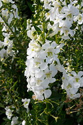 Alonia Big Snow Angelonia (Angelonia angustifolia 'Alonia Big Snow') at Stonegate Gardens