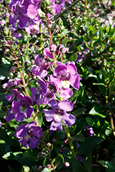 Alonia Dark Lavender Angelonia (Angelonia angustifolia 'Alonia Dark Lavender') at Stonegate Gardens