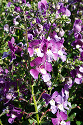 Alonia Violet Angelonia (Angelonia angustifolia 'Alonia Violet') at Stonegate Gardens