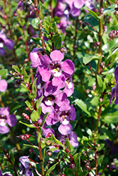 Aria Purple Angelonia (Angelonia angustifolia 'Aria Purple') at Stonegate Gardens